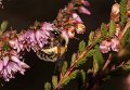 42 heidezandbij Andrena fuscipes f op struikhei De Hamert_resize